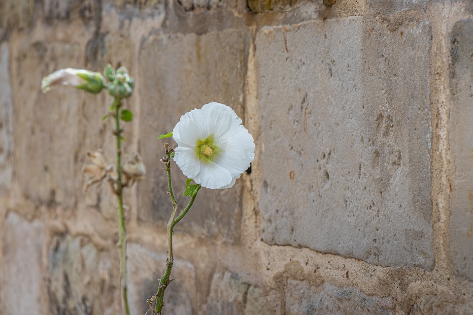 květina u zdi